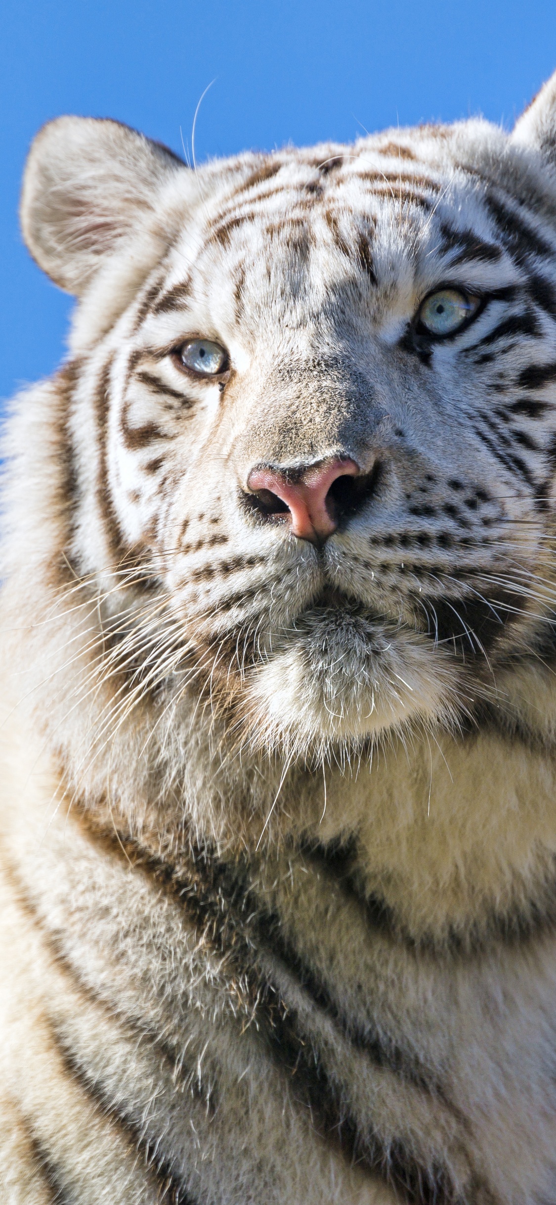 White tiger 4K Wallpaper, Bengal Tiger, Tigress, Blue sky